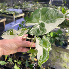 Load image into Gallery viewer, Alocasia Macrorrhiza Albo Variegated 2.5" pot, Fedex 2day*