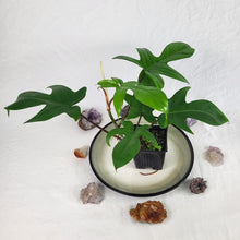 Load image into Gallery viewer, Philodendron Florida Beauty Green Form 4" pot, Fedex 2day*