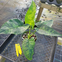 Load image into Gallery viewer, Homalomena Schismatoglottis Neoguineensis, Exact Plant Ships Nationwide