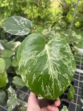 Load image into Gallery viewer, Monstera Bulbasaur variegated 2.5" pot 2DayAir