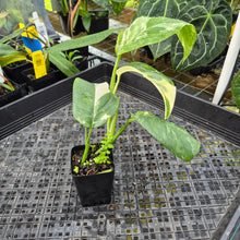 Load image into Gallery viewer, Monstera Lechleriana , Exact Plant Variegated Ships Nationwide