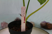 Load image into Gallery viewer, Alocasia Green Shield Exact Plant