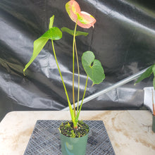 Load image into Gallery viewer, Anthurium Anuenue Obake bicolor, pink/ green, Exact Plant, ship nationalwide