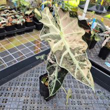 Load image into Gallery viewer, Alocasia Polly Snowflake Pink variegated exact plant, Fedex 2day*