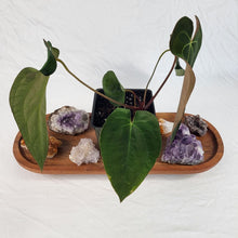 Load image into Gallery viewer, Anthurium Ace Of Spades X Papillilaminum 4" pot, Fedex 2 day*