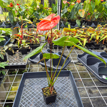 Load image into Gallery viewer, Anthurium Shibori Koi "orange speckled", Exact Plant Ships Nationwide