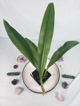 Load image into Gallery viewer, Philodendron Crassinervium, Exact Plant