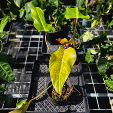 Load image into Gallery viewer, Philodendron Orange Marmalade, Exact Plant Large, 6'' pot Ships Nationwide