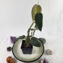 Load image into Gallery viewer, Philodendron Gigas 4" pot, Fedex 2day*
