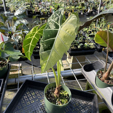 Load image into Gallery viewer, Alocasia Frydek Variegated exact plant, Fedex 2day