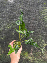 Load image into Gallery viewer, Alocasia Teletubbies 2.5" pot, Fedex 2day*
