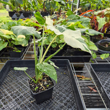Load image into Gallery viewer, Alocasia Odora, Okinawa Silver, Exact Plant Variegated Ships Nationwide