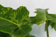 Load image into Gallery viewer, Variegated Philodendron Mottled Dragon Lime Fiddle Exact Plant