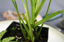 Load image into Gallery viewer, Variegated Syngonium Podophyllum Mojito, ships nationwide