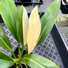 Load image into Gallery viewer, Philodendron Wend Imbe, Exact Plant Variegated Ships Nationwide