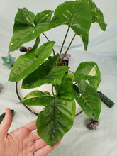 Load image into Gallery viewer, Panda, Exact Plant, variegated Syngonium