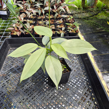 Load image into Gallery viewer, Philodendron Hastatum Silver Sword Variegated exact plant, Fedex 2day*