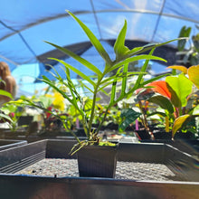 Load image into Gallery viewer, Philodendron Tortum, Exact Plant Wide Form