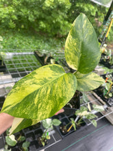 Load image into Gallery viewer, Monstera Borsigiana Aurea Variegated 4" pot, Fedex 2day*