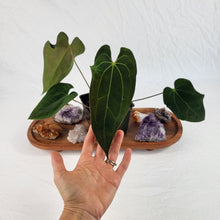 Load image into Gallery viewer, Anthurium Ace Of Spades X Papillilaminum 4" pot, Fedex 2 day*