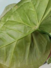Load image into Gallery viewer, Syngonium Pink Spot Variegated 4" pot, Fedex 2day*