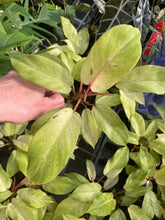 Load image into Gallery viewer, Philodendron Snowdrift Variegated 2.5" pot, Fedex 2day*