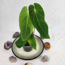 Load image into Gallery viewer, Anthurium Angamarcanum , Exact Plant