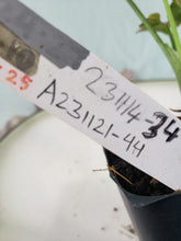 Load image into Gallery viewer, Pink Splash, exact plant, variegated Syngonium, ships nationwide