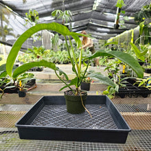 Load image into Gallery viewer, Philodendron Jerry Horne, Exact Plant Large, 6'' pot Ships Nationwide