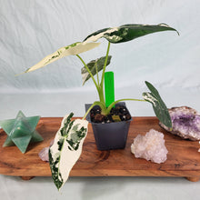Load image into Gallery viewer, Alocasia Frydek, Exact Plant Variegated