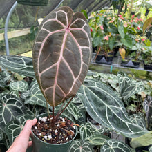 Load image into Gallery viewer, Anthurium Red Crystallinum Doc Block 6" pot, Fedex 2day