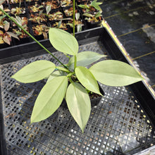 Load image into Gallery viewer, Philodendron Hastatum Silver Sword Variegated exact plant, Fedex 2day*