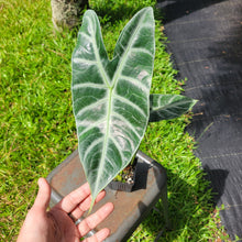 Load image into Gallery viewer, Alocasia Longiloba Lowii, Exact Plant Ships Nationwide