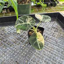 Load image into Gallery viewer, Alocasia Black Velvet Pink variegated 2.5" pot, Fedex 2day*