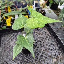 Load image into Gallery viewer, Anthurium Macrolobium, Exact Plant Ships Nationwide