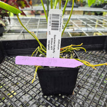 Load image into Gallery viewer, Anthurium Speckled Butterfly Shibori AFF, Exact Plant Variegated