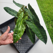 Load image into Gallery viewer, Philodendron Maximum , Exact Plant Ships Nationwide