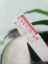 Load image into Gallery viewer, Gageana Aurea, Exact Plant, variegated Alocasia