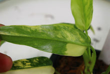 Load image into Gallery viewer, Variegated Philodendron Domesticum, exact plant, ships nationwide