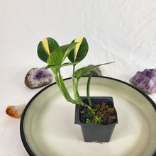 Load image into Gallery viewer, Monstera Standleyana Aurea, Exact Plant Variegated Ships Nationwide