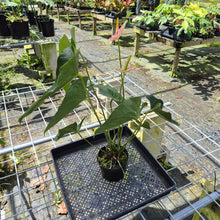 Load image into Gallery viewer, Anthurium Shibori, Exact Plant Variegated