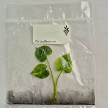 Load image into Gallery viewer, Philodendron Angela Aurea variegated tissue culture 2DayAir