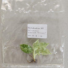Load image into Gallery viewer, Philodendron Giganteum Blizzard variegated tissue culture 2DayAir