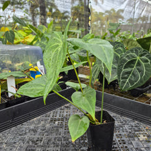 Load image into Gallery viewer, Anthurium Macrolobium, Exact Plant Ships Nationwide