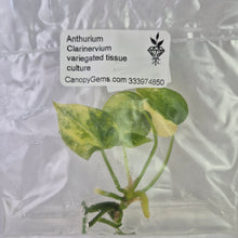 Load image into Gallery viewer, Anthurium Clarinervium variegated tissue culture 2DayAir