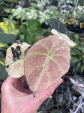 Load image into Gallery viewer, Alocasia Black Velvet Pink variegated 2.5" pot, Fedex 2day*
