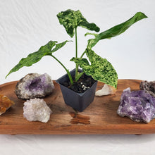 Load image into Gallery viewer, Syngonium Mojito Variegated 2.5" pot, Fedex 2day*