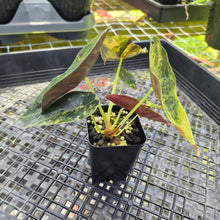 Load image into Gallery viewer, Alocasia Sedenii Aurea Variegated, Exact Plant Ships Nationwide