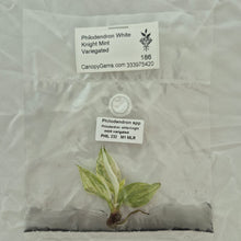 Load image into Gallery viewer, Philodendron White Knight Mint Variegated tissue culture 2DayAir