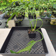 Load image into Gallery viewer, Philodendron Holtonianum exact plant, Fedex 2day*